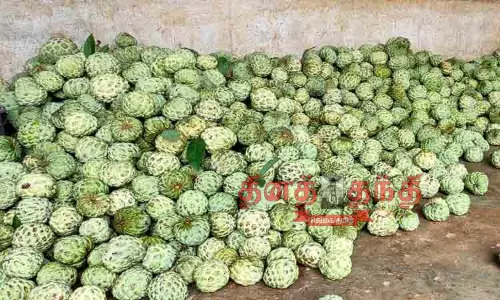 சீத்தாப்பழம் விளைச்சல் பாதிப்பு