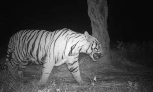 கட்சிரோலி மற்றும் சந்திராப்ப்பூரில் 13 பேரை கொன்ற புலி சிக்கியது கட்சிரோலி மற்றும் சந்திராப்ப்பூரில் 13 பேரை கொன்ற புலி சிக்கியது