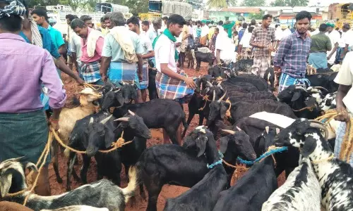 களை கட்டிய ஆடுகள் விற்பனை களை கட்டிய ஆடுகள் விற்பனை