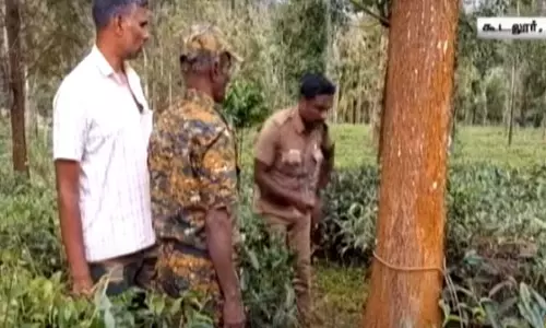 பட்டப்பகலில் ஊருக்குள் நடமாடிய புலி - அச்சத்தில் ஊர் மக்கள்... பட்டப்பகலில் ஊருக்குள் நடமாடிய புலி - அச்சத்தில் ஊர் மக்கள்...
