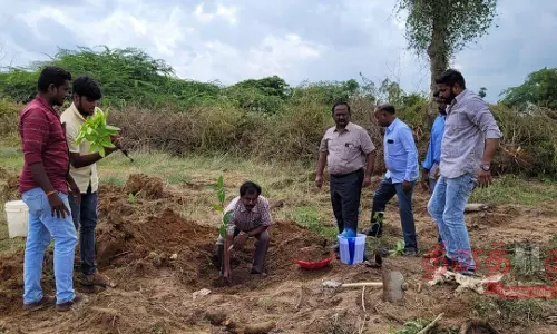 கல்லணைக்கால்வாய் கரையில் 2 ஆயிரம் மரக்கன்றுகள்