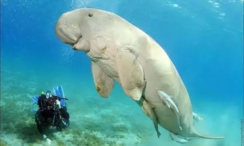 அழிந்து வரும் கடல் பசு இனங்களை  பாதுகாக்க நடவடிக்கை எடுக்கப்படுமா?