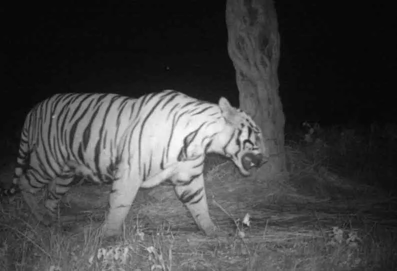 கட்சிரோலி மற்றும் சந்திராப்ப்பூரில் 13 பேரை கொன்ற புலி சிக்கியது கட்சிரோலி மற்றும் சந்திராப்ப்பூரில் 13 பேரை கொன்ற புலி சிக்கியது