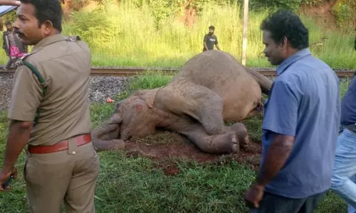 தொடரும் சோகம்: கோவையில் ரெயிலில் அடிபட்டு பெண் யானை உயிரிழப்பு - வனத்துறை அதிகாரிகள் விசாரணை தொடரும் சோகம்: கோவையில் ரெயிலில் அடிபட்டு பெண் யானை உயிரிழப்பு - வனத்துறை அதிகாரிகள் விசாரணை