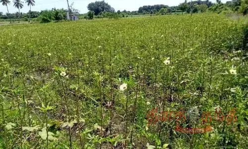 வெண்டை பயிரை தாக்கும் இலை கருகல் நோய் வெண்டை பயிரை தாக்கும் இலை கருகல் நோய்