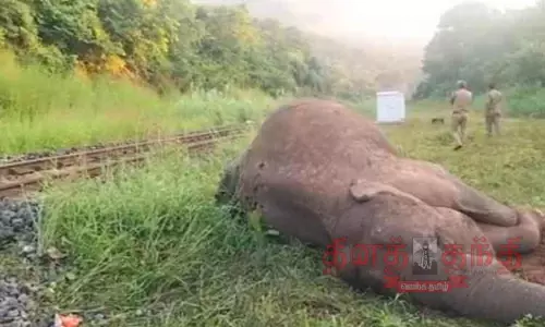 ரெயிலில் அடிபட்டு காட்டுயானை சாவு