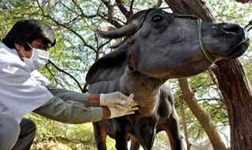 பெரம்பலூரில் பல்நோக்கு தலைமை கால்நடை மருத்துவமனை இல்லை பெரம்பலூரில் பல்நோக்கு தலைமை கால்நடை மருத்துவமனை இல்லை