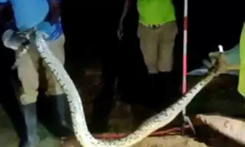 12 அடி நீளமுள்ள மலைப்பாம்பு பிடிபட்டது 12 அடி நீளமுள்ள மலைப்பாம்பு பிடிபட்டது