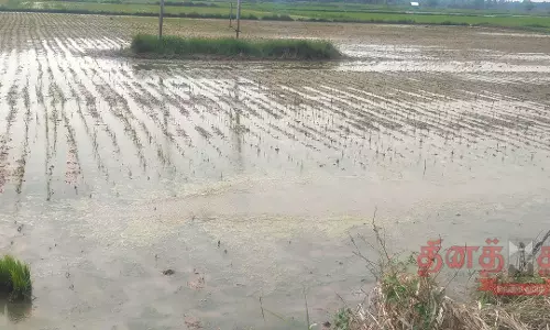 திருக்கருகாவூர், தேவராயன்பேட்டை பகுதியில் தொடர் மழை:  பலநூறு ஏக்கர் சம்பா பயிர்கள் அழுகின