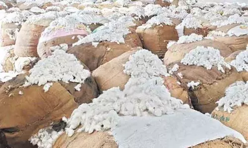 கொங்கணாபுரத்தில்  ரூ.50 லட்சத்துக்கு பருத்தி ஏலம்