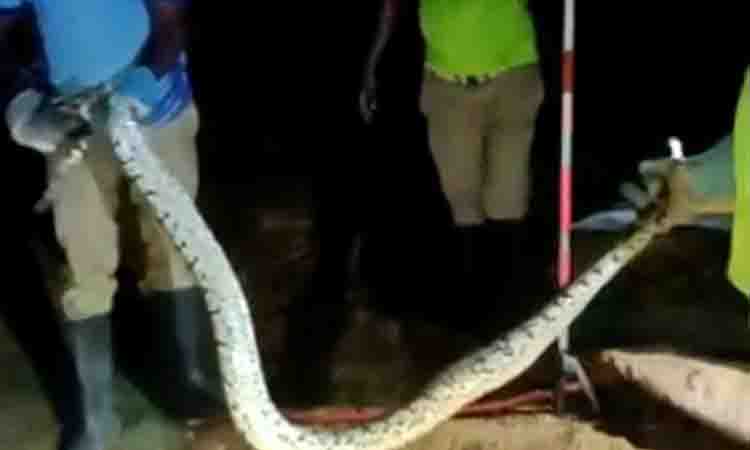 A 12 feet long python was caught | 12 அடி நீளமுள்ள மலைப்பாம்பு பிடிபட்டது