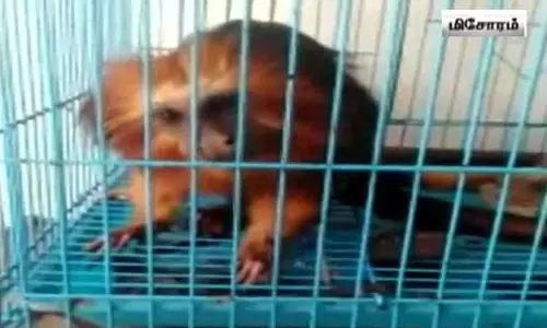 மியான்மர் வழியாக கடத்தி வரப்பட்ட 140 வெளிநாட்டு விலங்குகள் - மிசோரம் மாநிலத்தில் மீட்பு மியான்மர் வழியாக கடத்தி வரப்பட்ட 140 வெளிநாட்டு விலங்குகள் - மிசோரம் மாநிலத்தில் மீட்பு