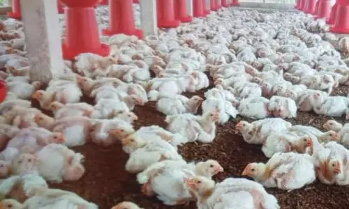 பண்ணைகளில் கறிக்கோழி கொள்முதல் அதிகரிப்பு