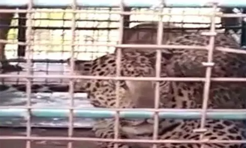 சிறுத்தை கூண்டில் சிக்கியது