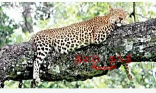 அதிக வனவிலங்குகள் வாழும் பகுதியான  ஸ்ரீவில்லிபுத்தூர்-மேகமலை புலிகள் காப்பகம்