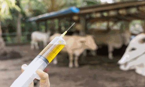 தட்சிண கன்னடா மாவட்டத்தில் தோல் நோய் பரவாமல் தடுக்க கால்நடைகளுக்கு தடுப்பூசி தட்சிண கன்னடா மாவட்டத்தில் தோல் நோய் பரவாமல் தடுக்க கால்நடைகளுக்கு தடுப்பூசி