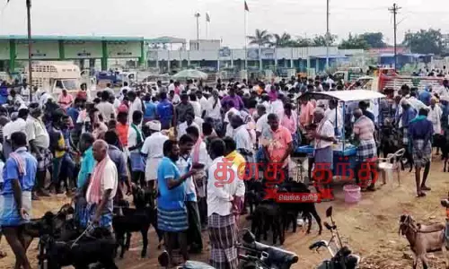 விராலிமலை ஆட்டுச்சந்தையில் ஆடுகள் விற்பனை தீவிரம்