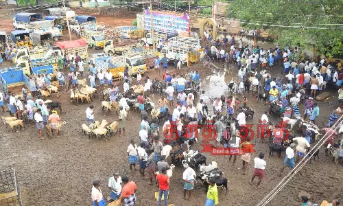 மேலூர் சந்தையில் தீபாவளிக்காக ரூ.3 கோடிக்கு ஆடுகள் விற்பனை மேலூர் சந்தையில் தீபாவளிக்காக ரூ.3 கோடிக்கு ஆடுகள் விற்பனை