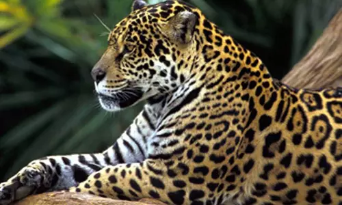 சிறுத்தை தாக்கி ஆடு பலி