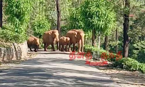 காட்டு யானை தாக்கி எஸ்டேட் தொழிலாளி படுகாயம்