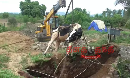 கிணற்றில் விழுந்த மாடு உயிருடன் மீட்பு கிணற்றில் விழுந்த மாடு உயிருடன் மீட்பு