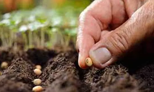 விதை விற்பனையாளர்கள் தரம் அறிந்து விற்பது அவசியம் - அதிகாரி தகவல்