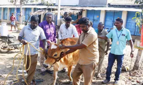 போக்குவரத்துக்கு இடையூறாக சுற்றித்திரிந்த மாடுகள்