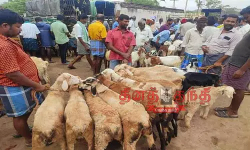 தீபாவளி பண்டிகையையொட்டி விற்பனை மும்முரம்:  பொள்ளாச்சி சந்தையில் ஆடுகள் விலை உயர்வு