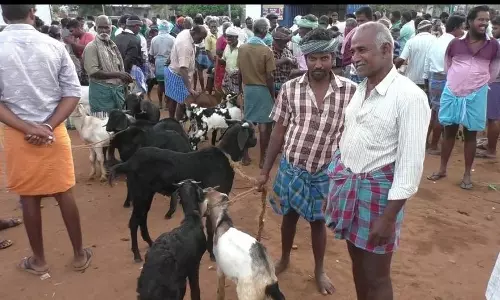 ஒட்டன்சத்திரம் ஆட்டு சந்தை களை கட்டியது ஒட்டன்சத்திரம் ஆட்டு சந்தை களை கட்டியது