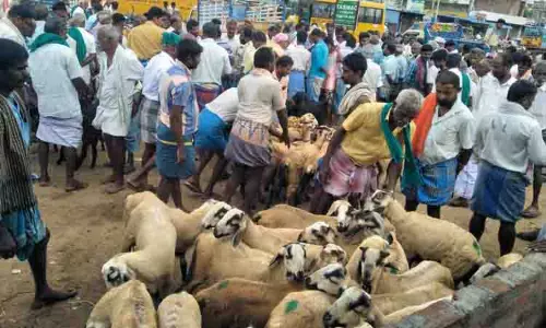 கீரனூர் ஆட்டுச்சந்தையில் ரூ.50 லட்சத்துக்கு ஆடுகள் விற்பனை