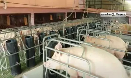 கேரளாவில் ஆப்பிரிக்க பன்றிக் காய்ச்சல் தொற்று கண்டுபிடிப்பு - முன்னெச்சரிக்கை நடவடிக்கைகள் தீவிரம்