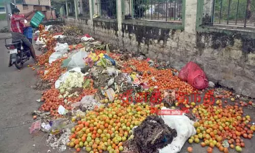 செடிகளில் அழுகும் தக்காளிகள்; குப்பையில் கொட்டப்படும் அவலம்