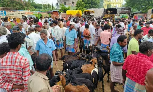 தீபாவளியையொட்டி களைகட்டிய வாரச்சந்தை:  செஞ்சியில் ரூ.5 கோடிக்கு ஆடுகள் விற்பனை