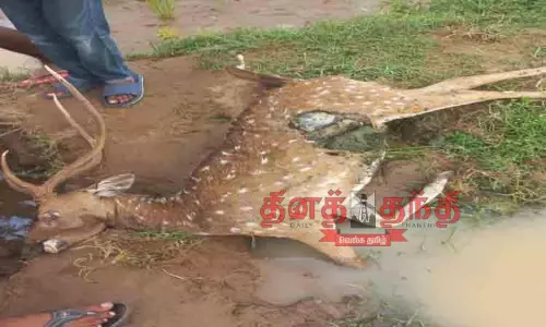 நாய் கடித்து மான் பலி