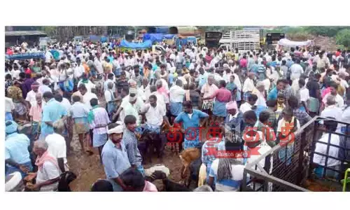 புதுக்கோட்டையில் ஆட்டுச்சந்தை களை கட்டியது