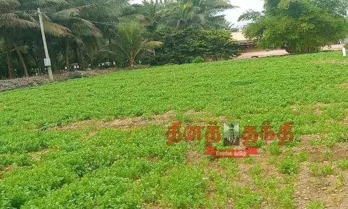 நெகமம் பகுதியில் விலை குறைவு காரணமாக கொத்தமல்லி இலையை பறிக்காமல் விட்ட விவசாயிகள்