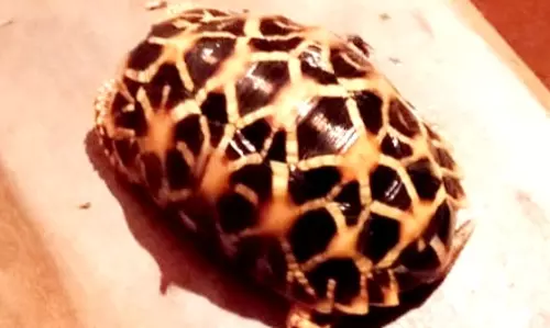 அரியவகை நட்சத்திர ஆமை