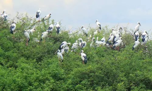 50 ஆண்டுகளாக பட்டாசு வெடிக்காத கிராமமக்கள்