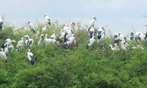 பறவைகளுக்காக தீபாவளிக்கு பட்டாசு வெடிக்காத தேர்த்தங்கல் கிராம மக்கள்