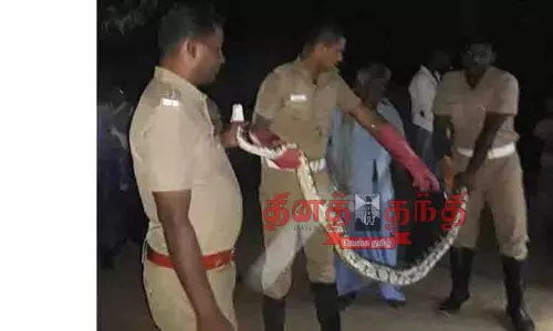 குடியிருப்பு பகுதியில் புகுந்த மலைப்பாம்பு பிடிபட்டது