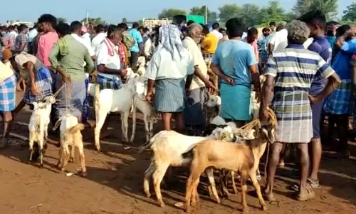 நாமக்கல்லில் ரூ.2 கோடிக்கு ஆடுகள் விற்பனை நாமக்கல்லில் ரூ.2 கோடிக்கு ஆடுகள் விற்பனை