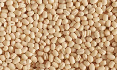 1,250 டன் உளுந்து கொள்முதல் செய்ய இலக்கு 1,250 டன் உளுந்து கொள்முதல் செய்ய இலக்கு