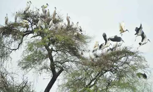 வேட்டங்குடி சரணாலயத்தில் குவிந்த வெளிநாட்டு பறவைகள்