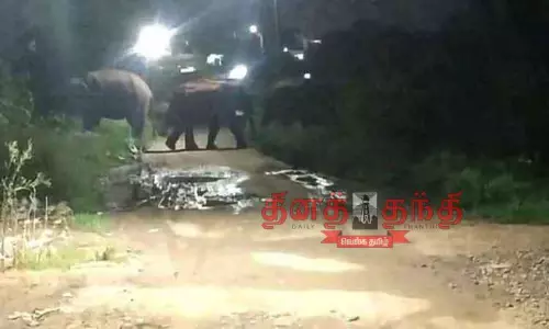 தோட்டத்திற்குள் புகுந்து காட்டு யானைகள் அட்டகாசம் தோட்டத்திற்குள் புகுந்து காட்டு யானைகள் அட்டகாசம்