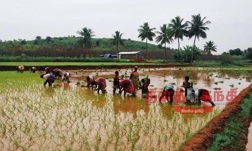 நாற்று நடவு பணி தீவிரம்
