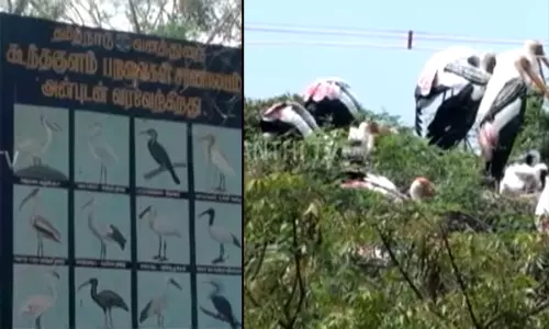 பறவைகளுக்காக தீபாவளி கொண்டாடாத கிராமம் - தியாக மனப்பான்மையோடு வாழ்ந்து வரும் பொதுமக்கள்