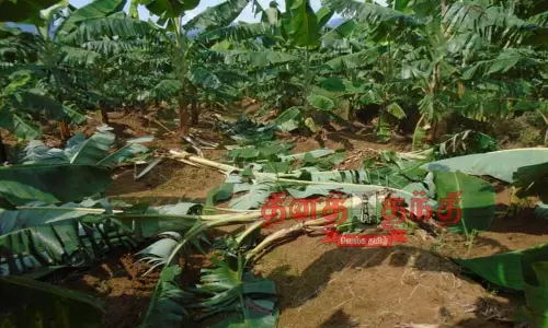 விளைநிலங்களில் புகுந்து வாழைகளை சேதப்படுத்திய காட்டு பன்றிகள்