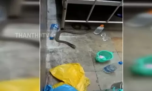தெலுங்கானா: மருத்துவமனையில் நோயாளியின் கட்டிலுக்கு கீழ் பாம்பு - வைரல் வீடியோ