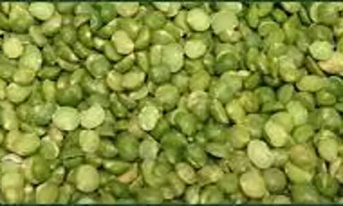 ஒழுங்குமுறை விற்பனை கூடங்களில் பச்சை பயறு கொள்முதல்