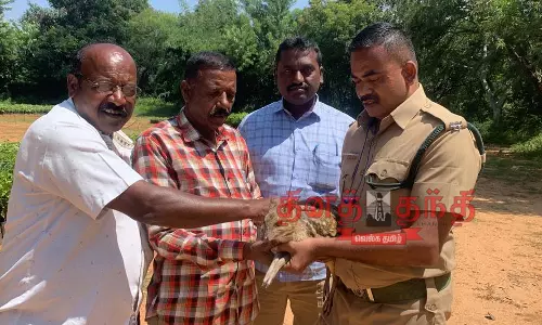 அரிய வகை சருகு மான் பிடிபட்டது